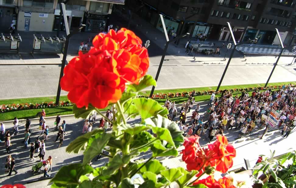 Flor roja para los indignados